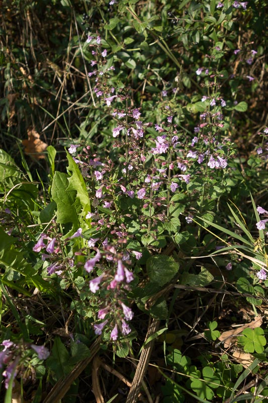 Clinopodium cfr. menthifolium